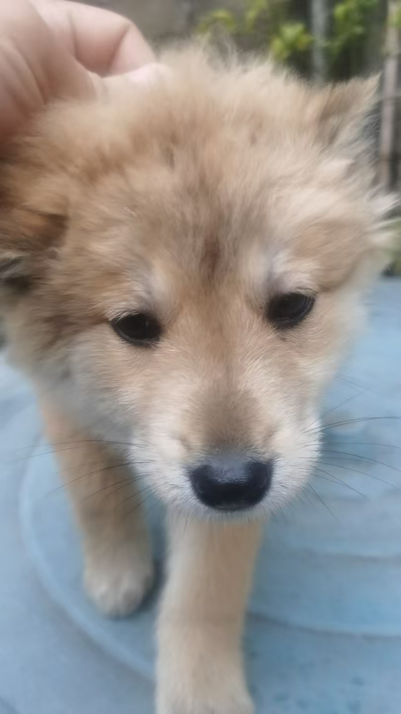 中华田园犬  黄狗白面